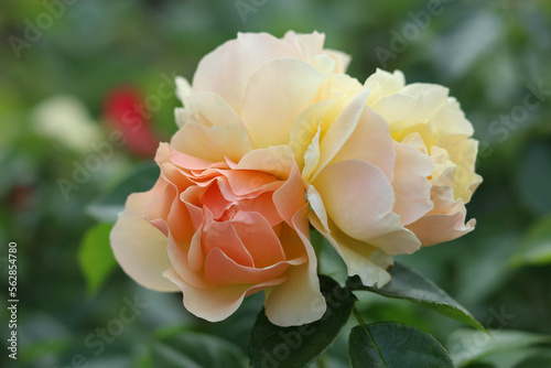 Flower of yellow Rose in the summer garden. Three yellow orange koral roses. Beautiful Rose. Rose on a bush in a summer garden. Flower bush. Valentine's day. Beautiful postcard. Floral background.