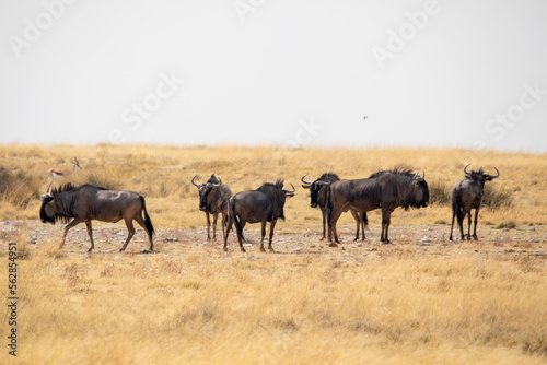 Herd of wildebeest in Etosha National Park in Namibia, Africa