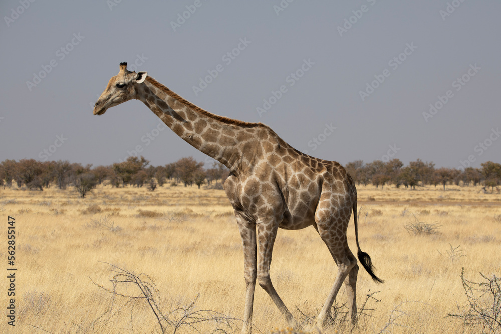 Obraz premium A giraffe in Etosha National Park in Namibia, Africa on safari