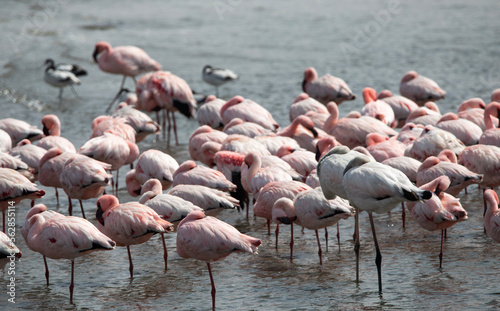A flamboyance, or flock, of flamingos in Walvis Bay along the Skeleton Coast in Namibia, Africa
