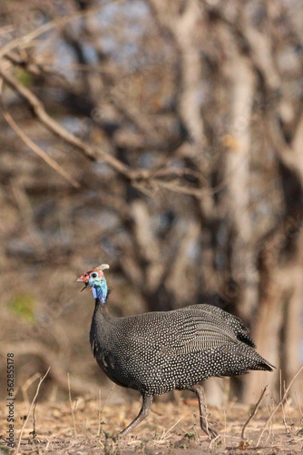 Helmeted Guineafowl, also called a Chobe Chicken, in Chobe National Park in Botswana, Africa