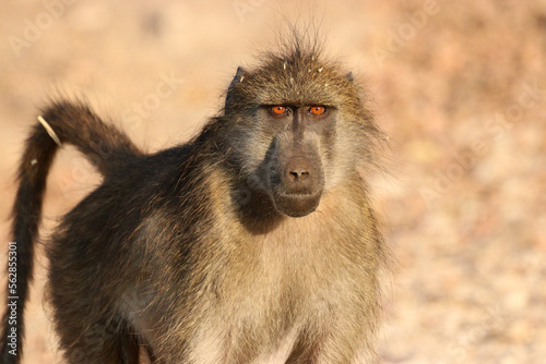 A close-up of a baboon in Chobe National Park in Botswana, Africa on safari