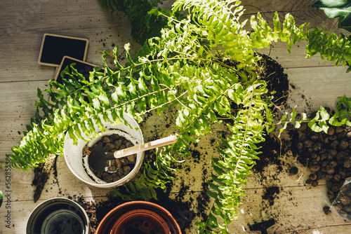 Green seedlings in pots, potting plants at home. Indoor garden, house plants. Ficus, fern, philodendron. Gardening tools on the table. Hobby, still life with plants 