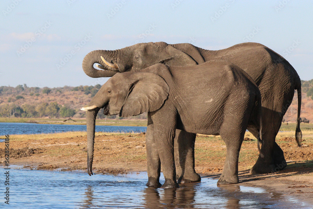 Fototapeta premium Elephants drinking water from the Zambezi River in Chobe National Park in Botswana, Africa on safari