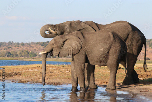 Elephants drinking water from the Zambezi River in Chobe National Park in Botswana, Africa on safari © Maureen