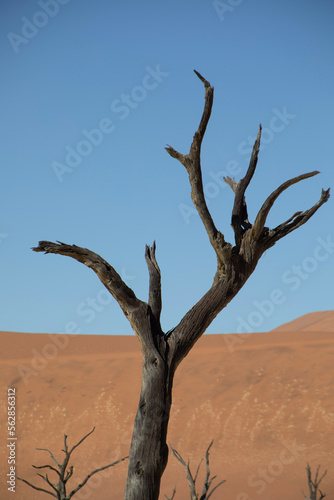 Deadvlei at Sossusvlei  Namibia  Africa