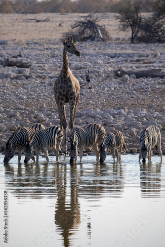 A giraffe and a herd of zebra at a watering hole in Etosha National Park in Namibia  Africa on safari