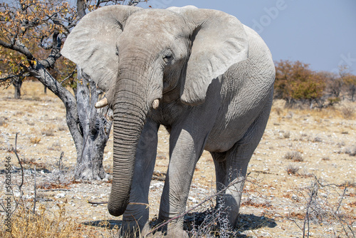Elephant in Etosha National Park in Namibia  Africa