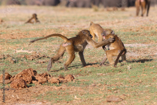 Baboons fighting in Chobe National Park in Botswana, Africa on safari