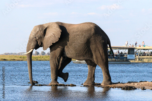 Elephant on the bank of the Zambezi River in Chobe National Park in Botswana, Africa