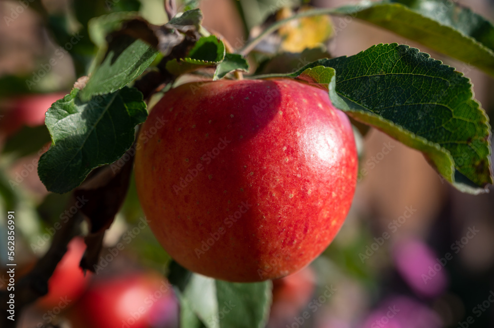 Big ripe red braeburn apples hanging on tree in fruit orchard ready to harvest Big ripe red braeburn apples hanging on tree in fruit orchard ready to harvest