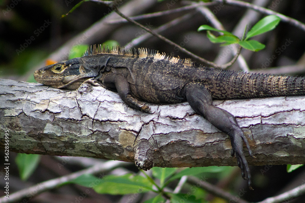Iguana resting on a branch in Manuel Antonio National Park in Costa Rica Iguana resting on a branch in Manuel Antonio National Park in Costa Rica