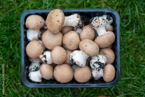 High quality organic brown champignon mushrooms growing in caves close up photo