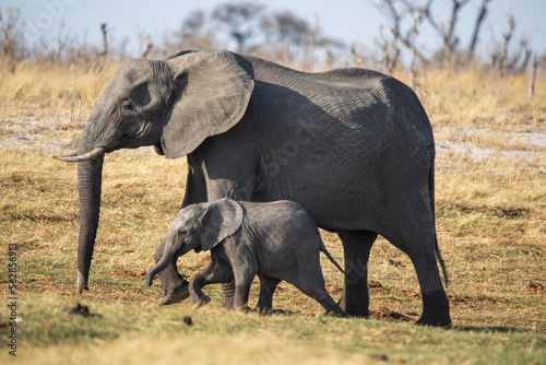 Photography A mom and baby elephant outside Nata in Botswana, Africa on safari
