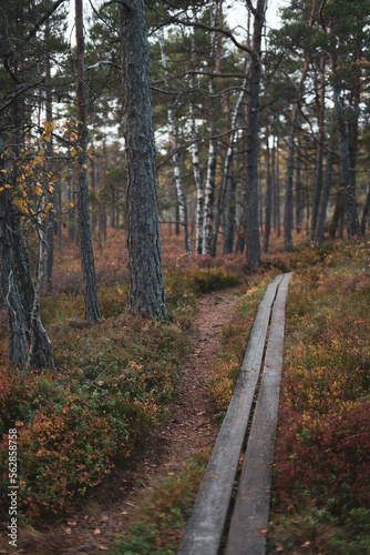 Long wooden planked path. Walkway in Store Mosse National Park, Sweden. Forest and prairie trail. Nobody, adventure and long journey into the unknown. Autumn greenery and colors.