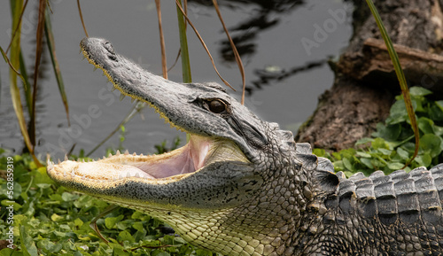 Yawning Alligator Showing Its Teeth