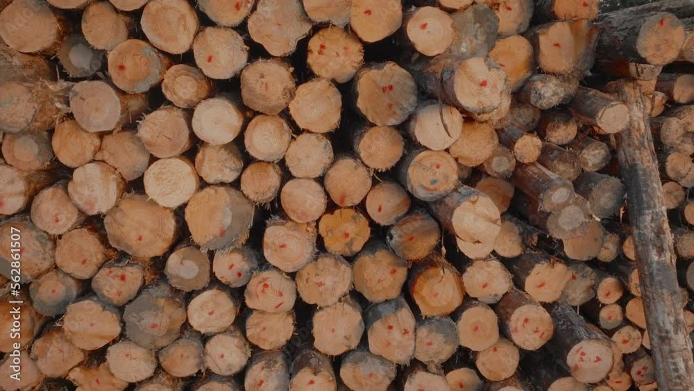 Freshly harvested logs Stacked in the forest Freshly harvested logs Stacked in the forest