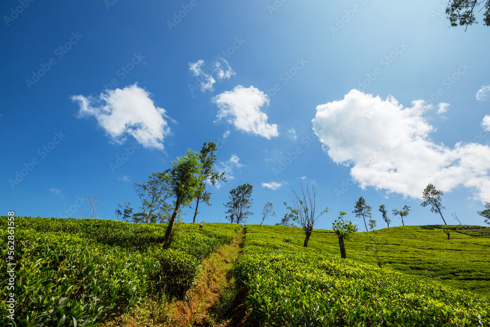 Obraz premium Tea plantation