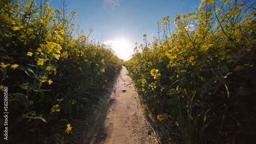 A path in a field of rapeseed on a spring day. photo