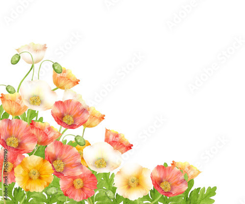 Fototapeta Naklejka Na Ścianę i Meble -  カラフルなポピーの花畑の水彩画