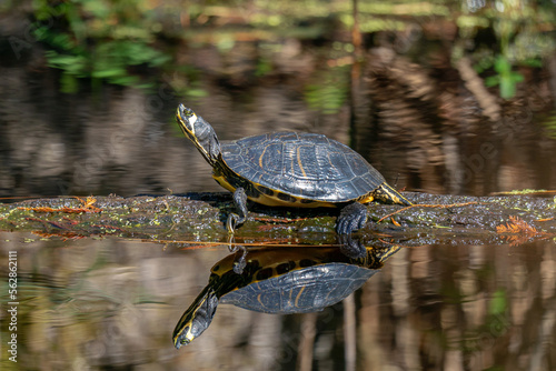 Turtle Reflecions