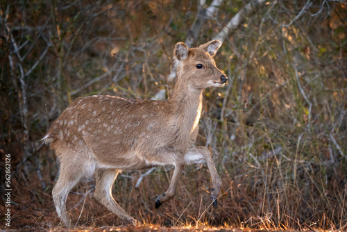 Sika Deer Bounding