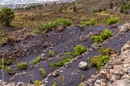 Cenizas de la erupción del volcán Tajogaite, isla de la Palma. photo