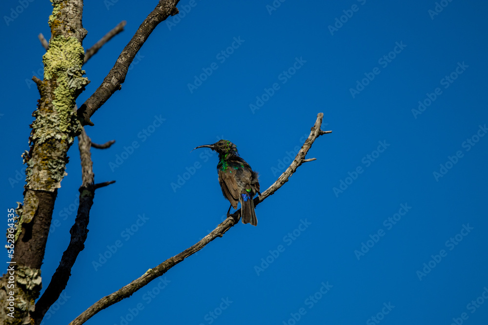 Male Southern double-collared sunbird moulting Male Southern double-collared sunbird moulting