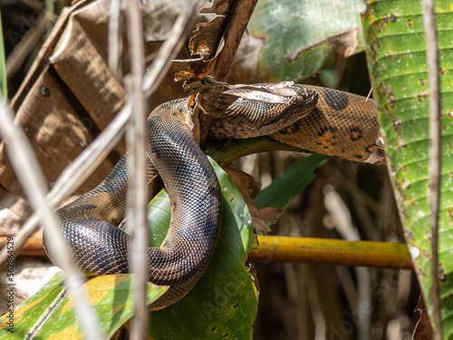 Anaconda in Pacaya Samiria National Park, Amazonas, Peru