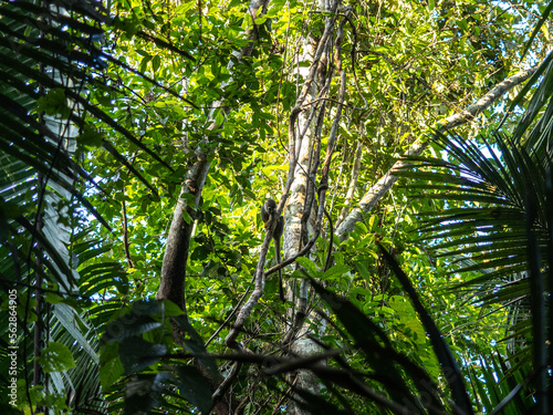 Capuchin monkey in Pacaya Samiria National Park  Amazonas  Peru