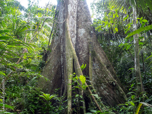 Huge tree in Pacaya Samiria National Park, Amazonas, Peru