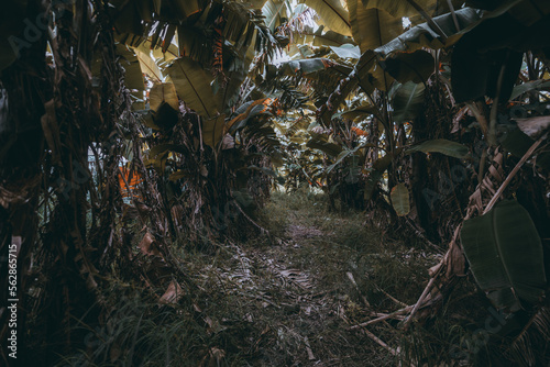Tablou canvas A low-key shot of a trail in the rainforest, the dense vegetation obstructs the