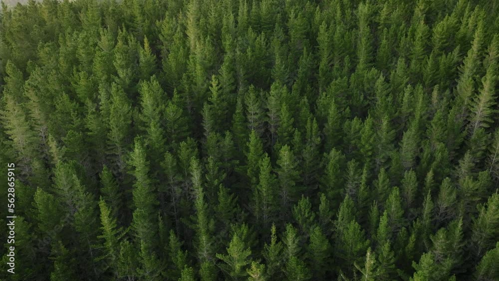 Aerial of lush sustainable pine forest Aerial of lush sustainable pine forest