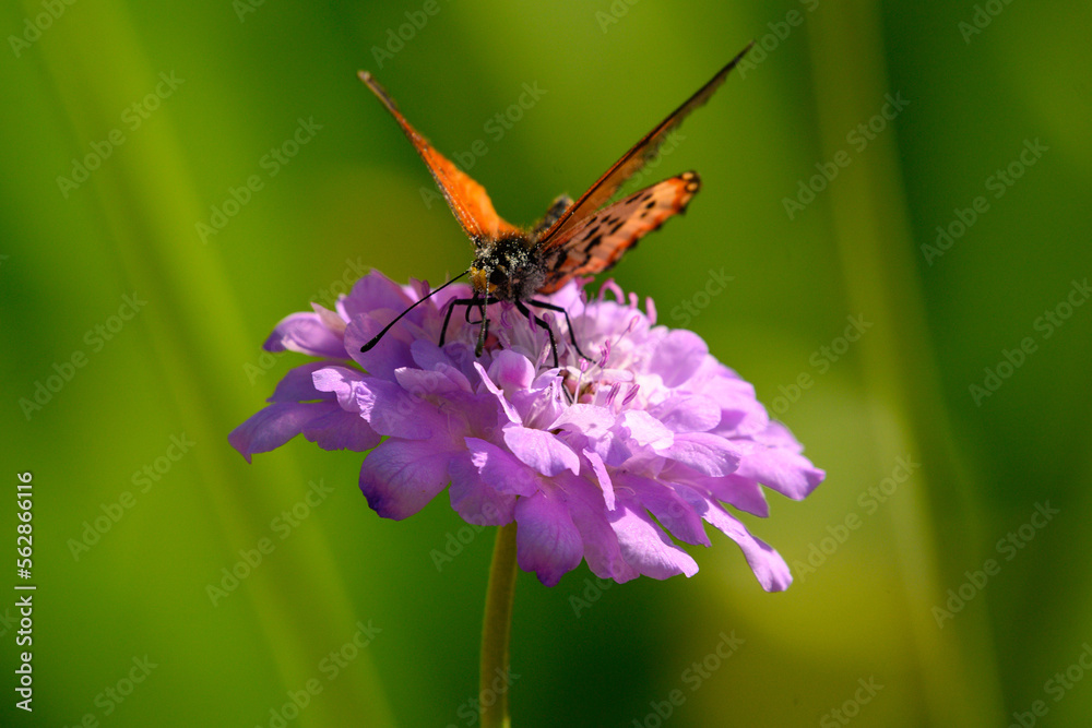 Garden Acraea butterfly on pinnk Scabiosa flowers Garden Acraea butterfly on pinnk Scabiosa flowers