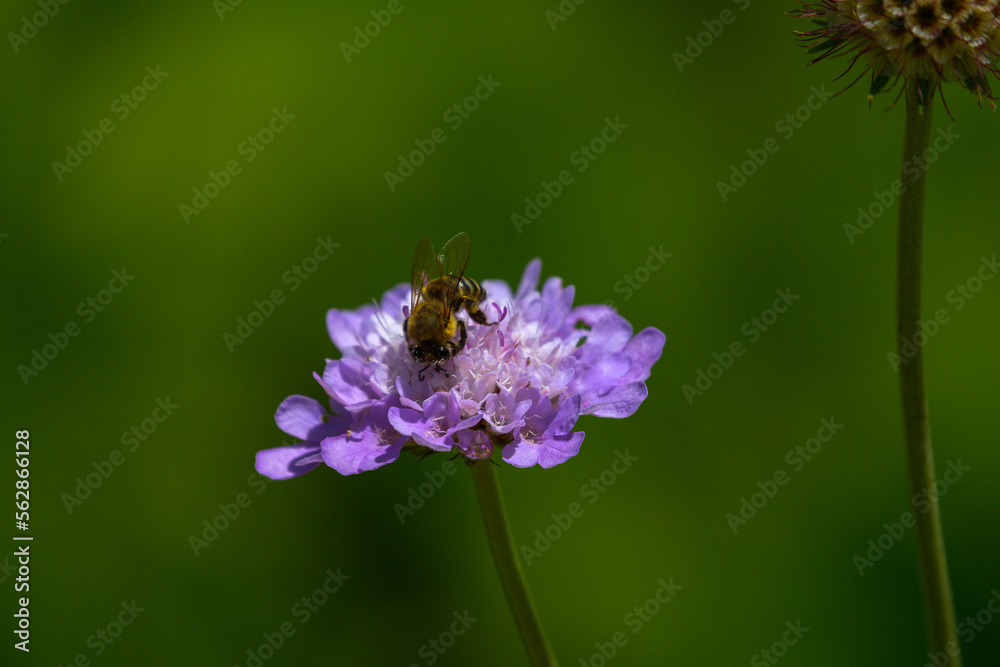 Honey bee on Pink Scabiosa flower