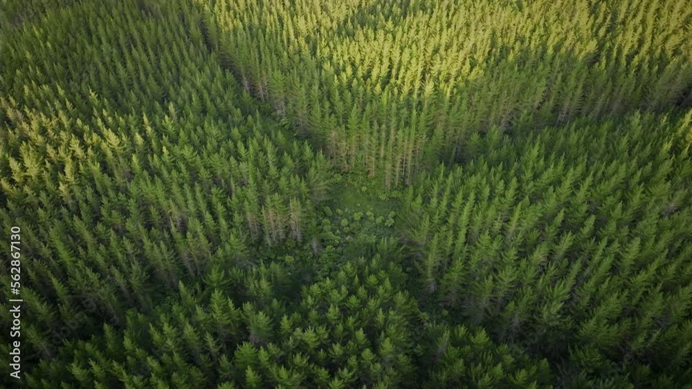 Aerial of lush sustainable pine forest Aerial of lush sustainable pine forest