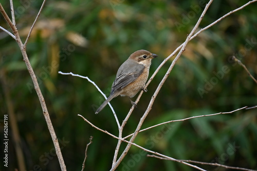 A female shrike.
The difference between males and females is the male Eye-stripe are black, but that of the female is brown, and the pattern on the abdomen of the female is clear.