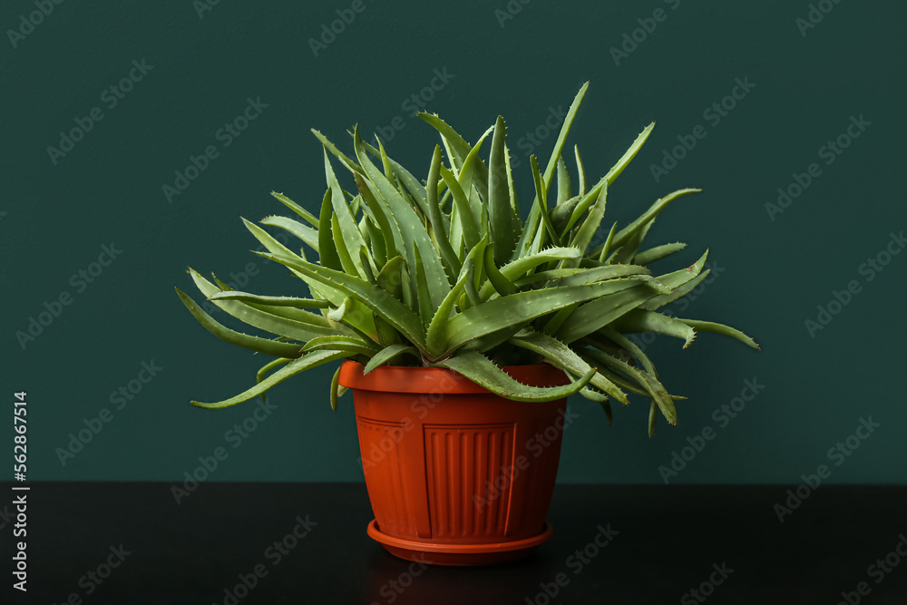 Green aloe vera in pot on table near green wall Green aloe vera in pot on table near green wall