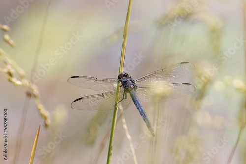 Slaty Skimmer, Libellua incesta © ELINOR OSBORN