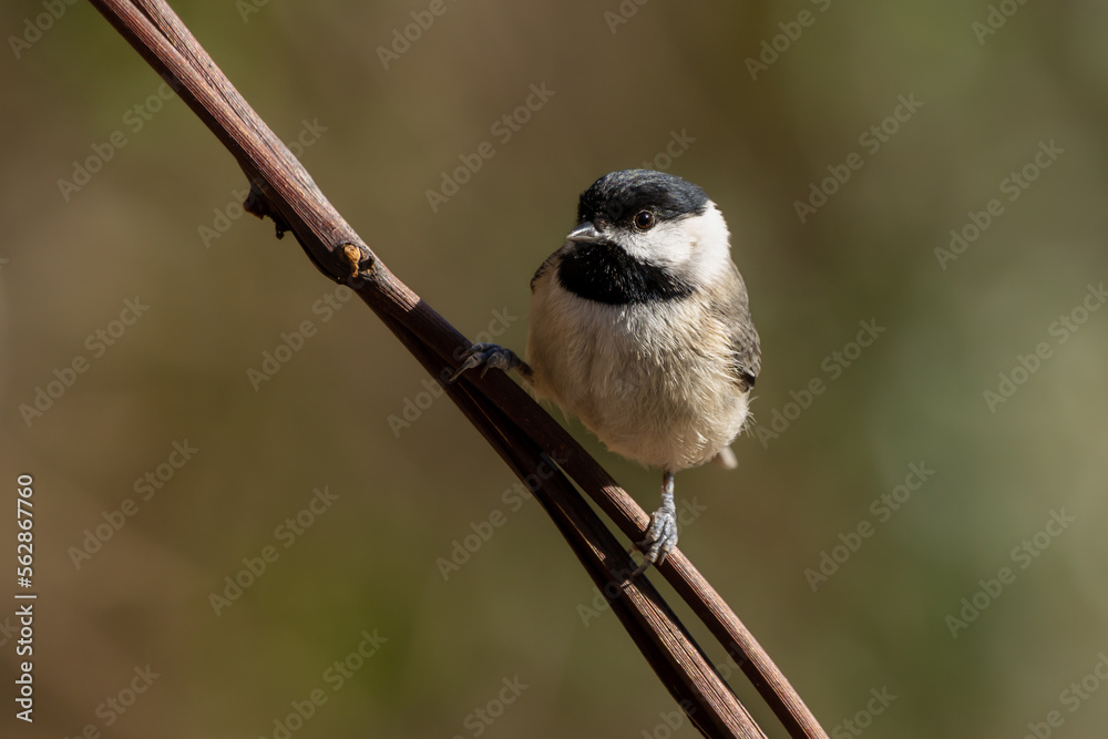 Naklejka premium Carolina Chickadee (Poecile carolinensis) Perched on Tree Branch