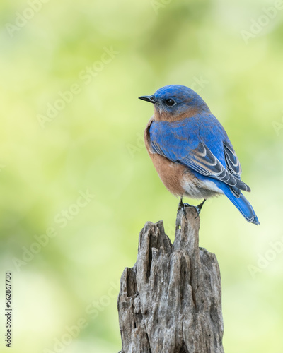 Eastern bluebird (Sialia sialis) Perched on Tree Stump © Gordon