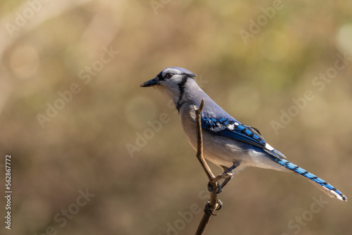 Blue Jay Perched on Branch © Gordon