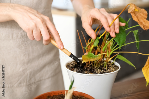 Canvas-taulu Woman loosening soil in flowerpot with wilted houseplant at home, closeup