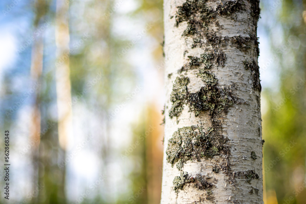 Fototapeta premium Close up of birch tree with blurry forest background.