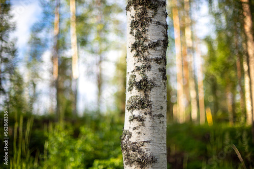 Close up of birch tree with blurry forest background.