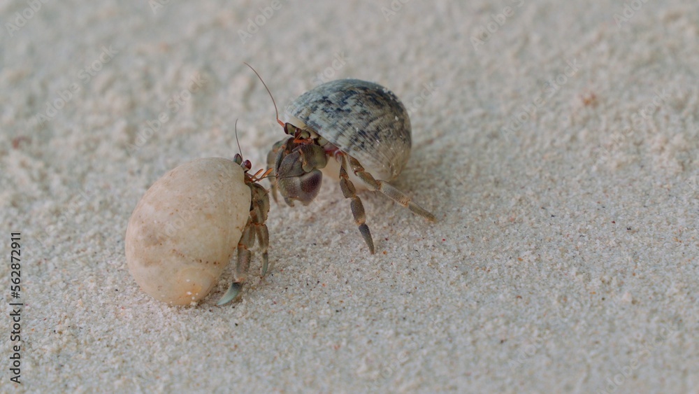Close-up of two small arthropod mollusks actively communicating with each other with the help of red antennae. Meeting of two hermit crabs on the white sand of the seashore.