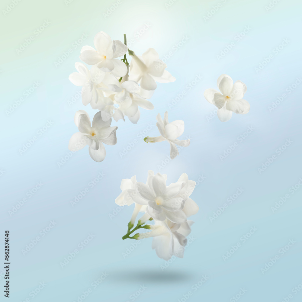 Fototapeta premium Beautiful white lilac flowers falling on pale light blue background