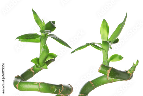 Green bamboo branches on white background, closeup