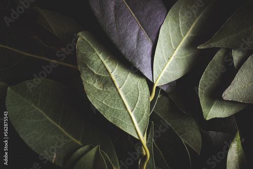 Close up of dark green leaves background. Daphne leaves. Dark and moody background concept with plant leaves. Top view. Selective focus