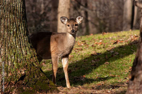 White-tailed deer ( Odocoileus virginianus ) in backyard;  Maryland photo
